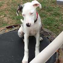 Thumbnail photo of Ellie - Catahoula #2