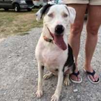 Thumbnail photo of Ellie - Catahoula #3