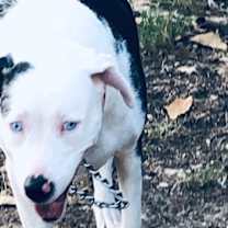 Thumbnail photo of Ellie - Catahoula #4