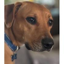 Thumbnail photo of Scout nka Skittles (The Arlington 16) #1