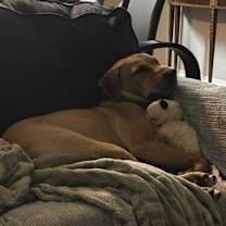 Thumbnail photo of Scout nka Skittles (The Arlington 16) #3