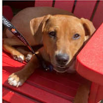 Thumbnail photo of Scout nka Skittles (The Arlington 16) #4