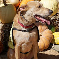 Thumbnail photo of Manny #3