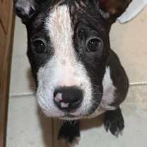 Thumbnail photo of Gwen #4