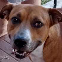 Thumbnail photo of Puppy (CP) #1