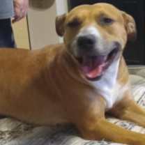 Thumbnail photo of Puppy (CP) #2