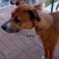 Thumbnail photo of Puppy (CP) #3