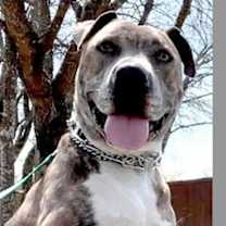 Thumbnail photo of Bella (CP) #1