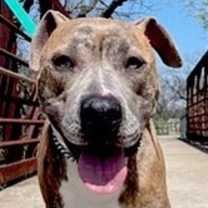 Thumbnail photo of Bella (CP) #3