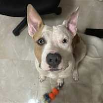 Thumbnail photo of Buddy #3