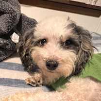Thumbnail photo of Macy #2