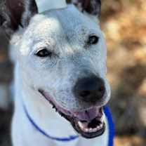 Thumbnail photo of Ghost #2