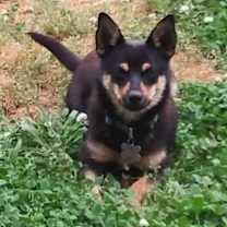 Thumbnail photo of Topper #2