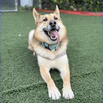 Thumbnail photo of Indy #4