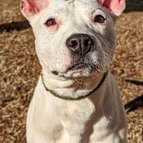 Thumbnail photo of Scout #3