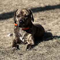 Thumbnail photo of Amber #2