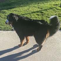 Thumbnail photo of SABRE #1