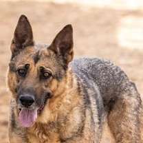 Thumbnail photo of DALILA #1