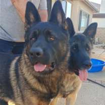 Thumbnail photo of Eclipse and Shade #1