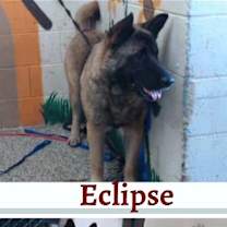 Thumbnail photo of Eclipse and Shade #2