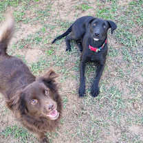 Thumbnail photo of Bonnie #3