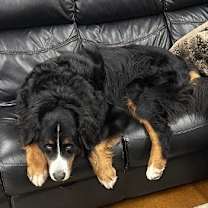 Thumbnail photo of SABRE #4