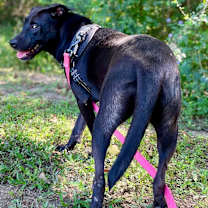 Thumbnail photo of Ginger (aka Boss Mama) #2