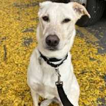 Thumbnail photo of Maddie #2