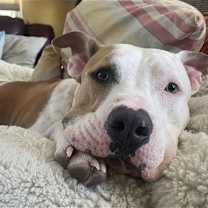 Thumbnail photo of Buddy #4