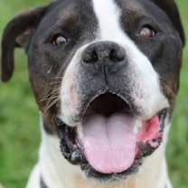 Thumbnail photo of Coby (Buckmaster) #1