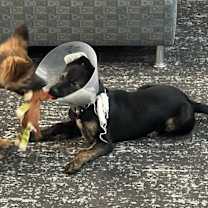 Thumbnail photo of Roth #4