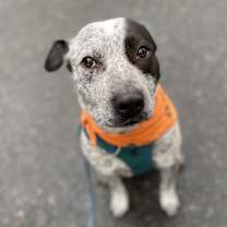 Thumbnail photo of Blue #2