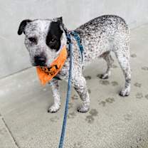 Thumbnail photo of Blue #3