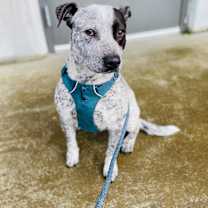 Thumbnail photo of Blue #4