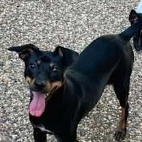 Thumbnail photo of Nacho #1
