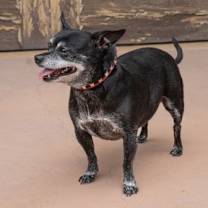 Thumbnail photo of Max - Adopt Me! #4