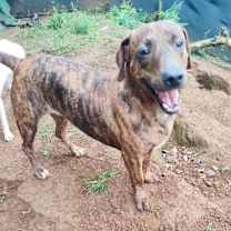adopt-pet