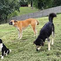 Thumbnail photo of Suzie Q #2