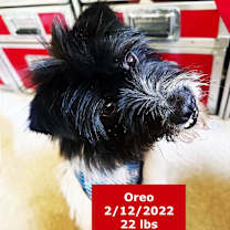 Thumbnail photo of Oreo #2