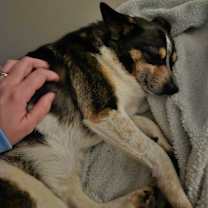 Thumbnail photo of Foscoe #4