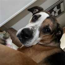 Thumbnail photo of RIBEYE (COURTESY POST) #1