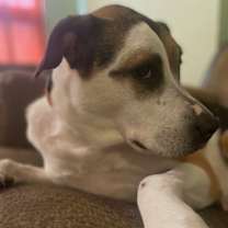 Thumbnail photo of RIBEYE (COURTESY POST) #2