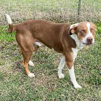 Thumbnail photo of Scooby #4
