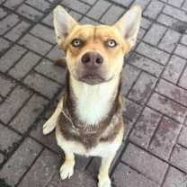 Thumbnail photo of Honey #1