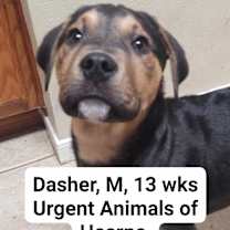 Thumbnail photo of Dasher #2