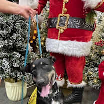 Thumbnail photo of SCHWARTZ #4