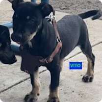 Thumbnail photo of VITO #4