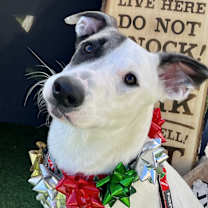 Thumbnail photo of Pascal #3