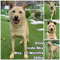 Thumbnail photo of Ollie from Korea #1