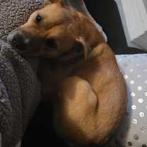 Thumbnail photo of Chica #3